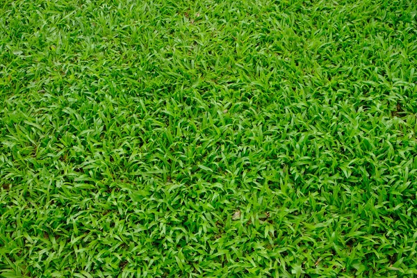 Tropical Carpet Green Grass Backgroun — Fotografia de Stock