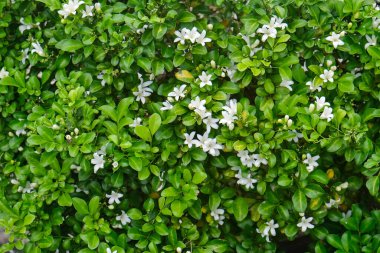 White flower Murraya paniculata or Orang Jessamin , small flower leaf texture background