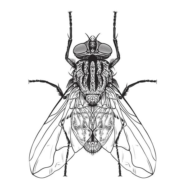 Hand Drawn Fly Sketch Symbol Scientifically Known Diptera Muscidae Vector — 스톡 벡터