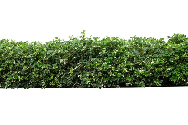 Tropical Flower Shrub Bush Fence Tree Isolated Plant Clipping Path —  Fotos de Stock