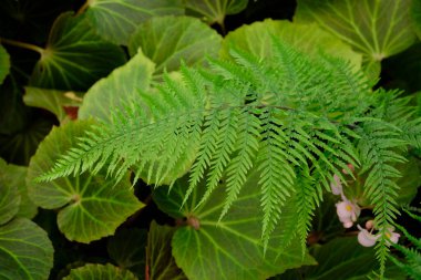 Davallia solida fern or deersfoot fern, green fern plant in tropical garden ,Scientific Name is Davallia trichomanoides Bl. 