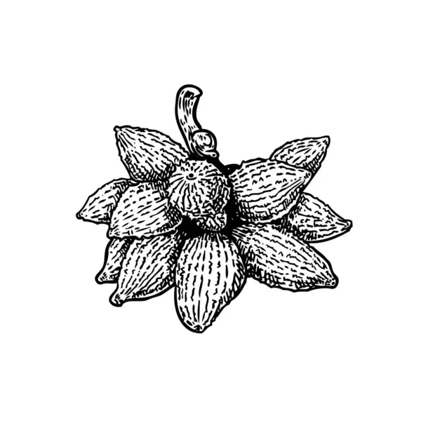 배경에 과일을 손으로 잡는다 Salacca Walichiana 스네이크 스케치 일러스트 — 스톡 벡터