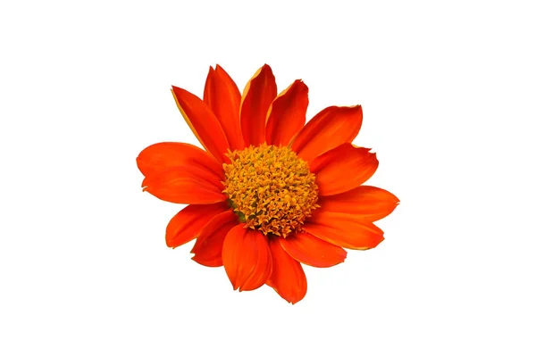 Red Sunflower Mexican Sunflower Isolated White Background Clipping Path — Stock Photo, Image