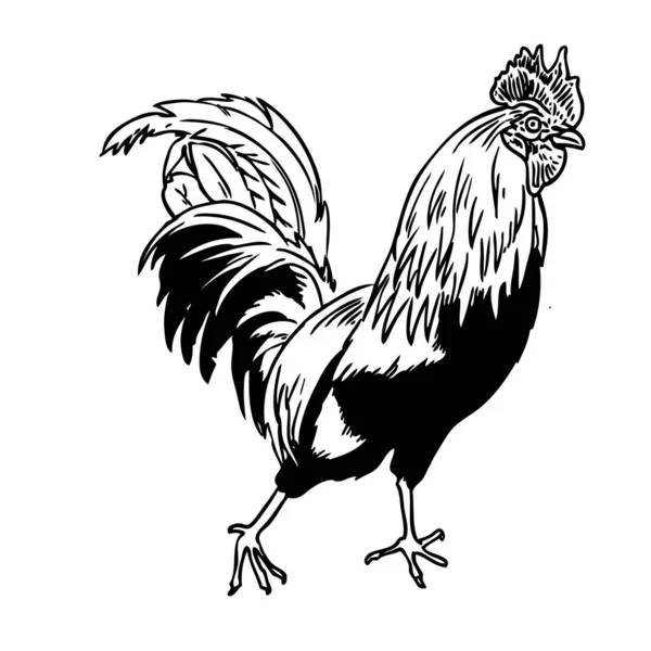Mano Pollo Dibujada Dibujo Animales Granja Ilustración — Archivo Imágenes Vectoriales