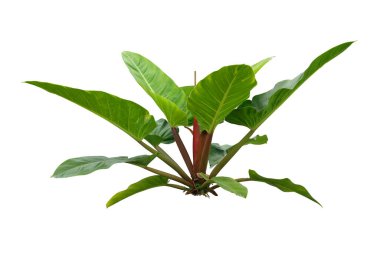 Philodendron (Philodendron sp. Beyaz arka planda, kırpma yolu, kalp şeklindeki yapraklarla, Philodendron iyi sevilen dekoratif ve ev bitkilerinden biridir..