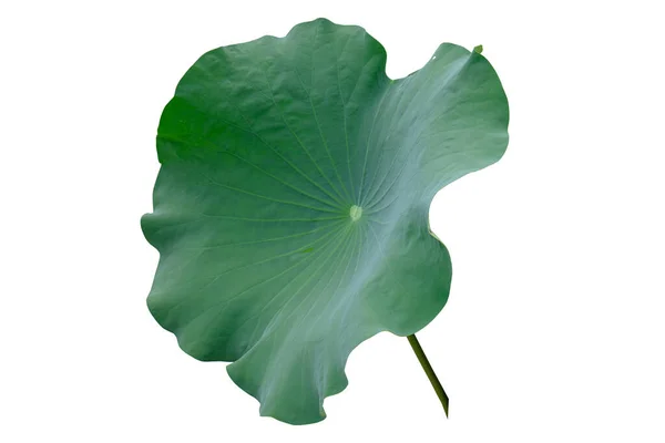 Lotusblad Geïsoleerd Witte Achtergrond Met Knippaden — Stockfoto