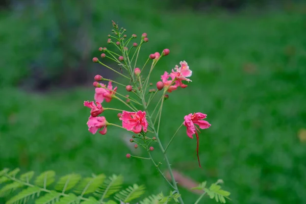 Розовый Цветок Забор Павлина Гребень Зеленые Листья Backgroun — стоковое фото