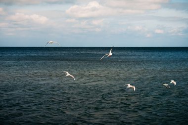 Birçok beyaz martı gün boyunca mavi deniz suyunun üzerinde uçar.