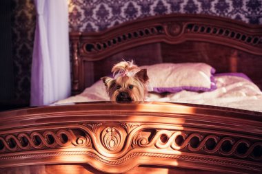 Kahverengi, şık bir saç stiline sahip, küçük, şirin bir Yorkshire teriyeri, pembe ve mor bir yatak odası iç tarafında, yatağın kenarında oturur. Pencereden güneş parlıyor..