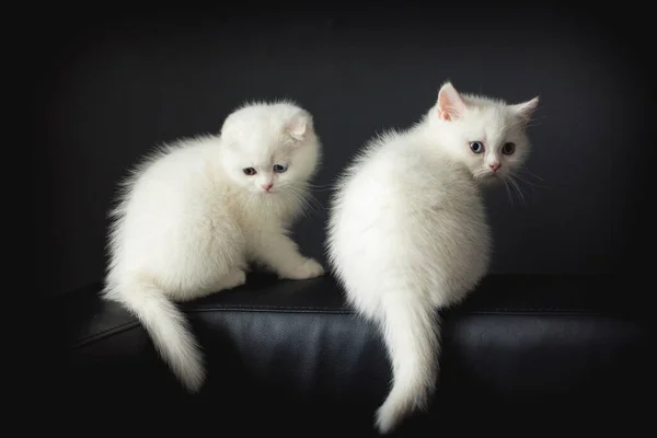 Para Młodych Białych Puszystych Kotów Rasy Szkockiej Siedzi Czarnej Sofie — Zdjęcie stockowe