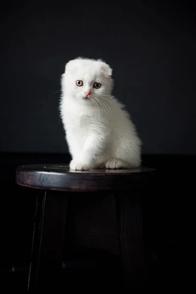 一个年轻的苏格兰白色绒毛卷曲猫的画像 坐在黑暗工作室的黑色椅子上 看着我们 — 图库照片