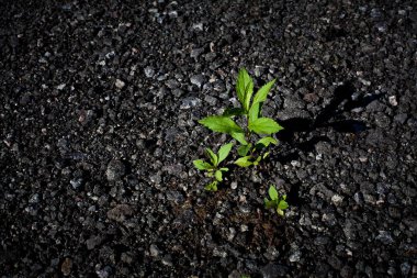 Kötü topraklardaki bir bitkinin ilk filizi, kıyametten sonra. Medeniyet ve dünya üzerindeki yaşam üzerine kavramsal sanat çalışmaları.