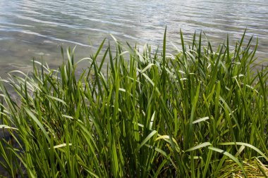 Nehirdeki suyun arkaplan görüntüsü ve rezervuarın kıyısındaki uzun yeşil çimenler, tasarımınız veya diğer dekorasyonlarınız için..