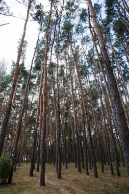 Birçok uzun ağacın çam koruluğu, gün boyunca bulutlu mavi gökyüzü, tasarımınızın veya resimlerinizin dekorasyonu için dokulu bir arkaplan görüntüsü olarak.