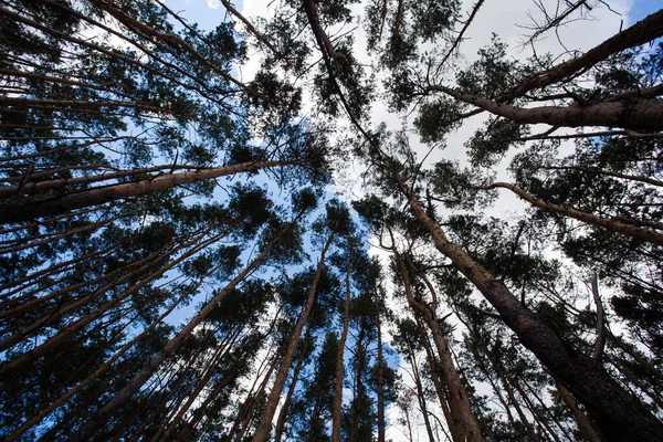 Pine grove of many tall trees, blue sky with clouds during the day, as a textured background image for the decoration of your design or illustrations.