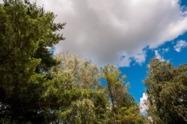Parlak yaz manzarası, ağaç dalları, beyaz büyük bulutlu mavi gökyüzü, tasarımınız veya çizimleriniz için bir arka plan olarak.