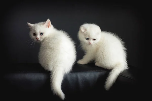 Couple Young White Fluffy Cats Scottish Breed Sitting Black Sofa — Stock Photo, Image