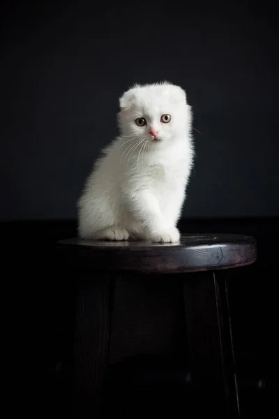 一个年轻的苏格兰白色绒毛卷曲猫的画像 坐在黑暗工作室的黑色椅子上 看着我们 — 图库照片