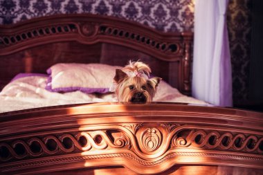 Kahverengi, şık bir saç stiline sahip, küçük, şirin bir Yorkshire teriyeri, pembe ve mor bir yatak odası iç tarafında, yatağın kenarında oturur. Pencereden güneş parlıyor..