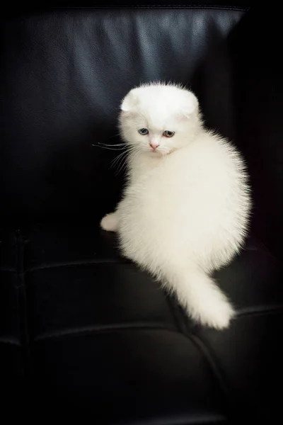 Portrait Young White Fluffy Scottish Fold Cat Sitting Black Sofa — Stock Photo, Image