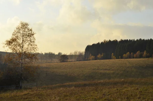 Paysage Matinal Prairies Herbeuses Forêt Avec Bouleau Jaune Devant Matin — Photo