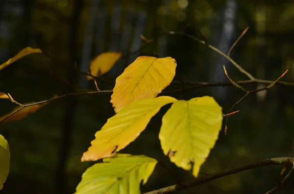 Close Beech Colored Leaves Branch Dark Background Forest Autumn — Zdjęcie stockowe