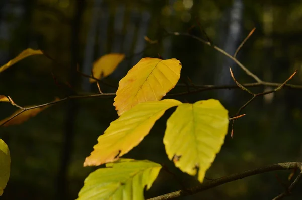 Κοντινό Πλάνο Φύλλων Οξιάς Ένα Κλαδί Σκούρο Φόντο Δάσος Φθινόπωρο — Φωτογραφία Αρχείου