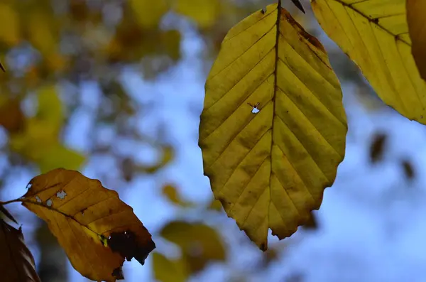 在蓝天的映衬下 一只山毛榉黄色的漏叶的特写 叶子上的一个洞可能象一个人偶 穿着连衣裙 双手捂着头 — 图库照片
