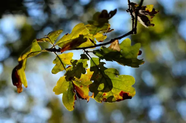 Close Colorful Oak Leaves Branch — Fotografia de Stock