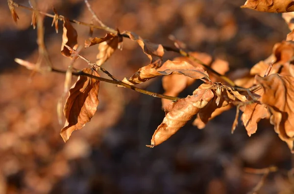 Close Beech Branches Dry Leaves Golden Sunlight Autumn — Fotografia de Stock