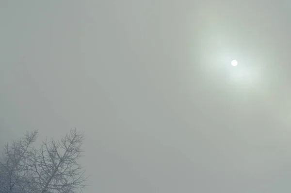 Egy Fénykép Napról Ahogy Átsüt Ködön Befogott Körvonalak Havas Vörösfenyő — Stock Fotó