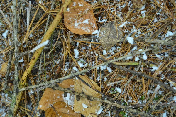 Close Autumn Forest Crystals Snow —  Fotos de Stock