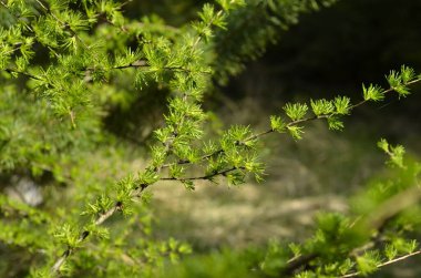 İlkbaharda taze iğnelerle karaçam dalını kapatın. Ormanda ilkbahar.