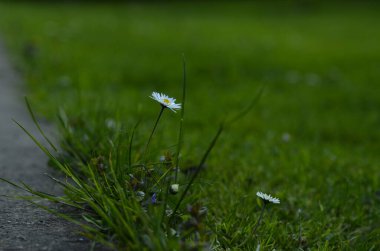 Yolun kenarında büyüyen bir papatyanın yakın çekimi..
