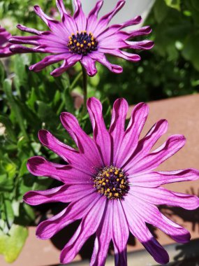 Osteospermum çiçeğine yakın çekim. Dekoratif bahçe bitkisinin güzel mor çiçeği.