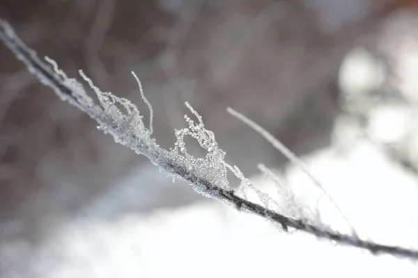 氷で覆われた低木の枝の閉鎖 — ストック写真