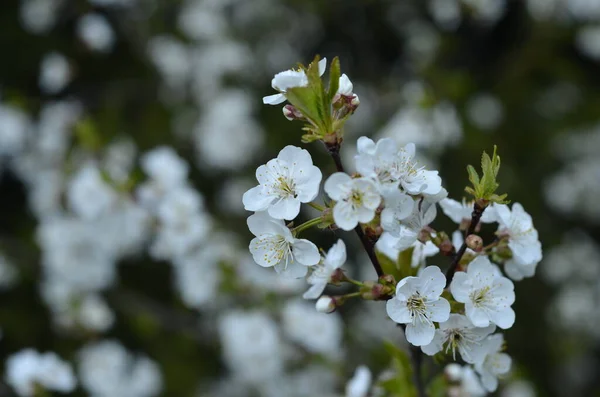 花园里樱桃树开花枝干的遮掩 — 图库照片