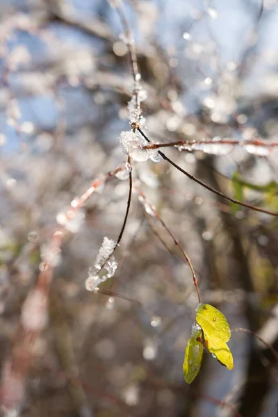 Closeup Green Leaves Ice Crystals Branch — Stock fotografie