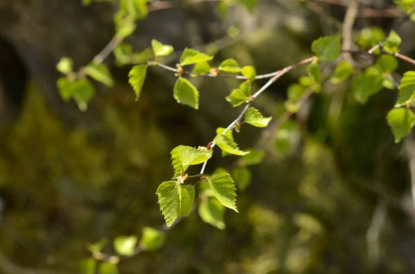 Closeup Birch Branch — Fotografia de Stock