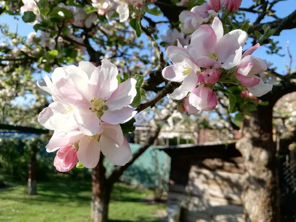 Gros Plan Branche Pommier Fleur — Photo