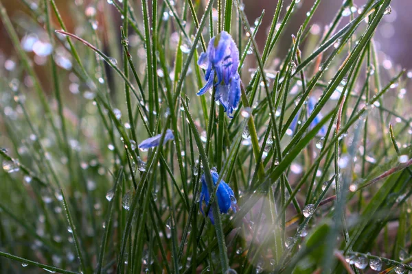 Macro Shot Blue Flowers Tall Grass Water Drops Dew — Stock Photo, Image