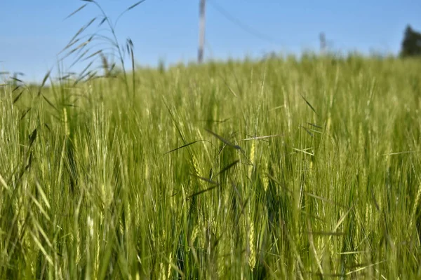 Green Immature Barley Field Countryside Germany May — Stock Photo, Image