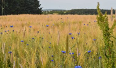 Güneşli bir yaz gününde tarlada çiçekler.
