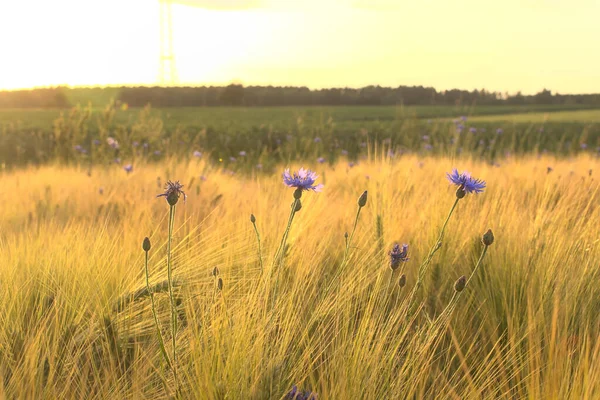 Beautiful Blue Cornflowers Field Evening — Stock Photo, Image
