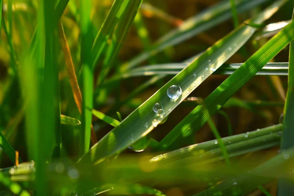 Closeup Water Drops Fresh Grass Spring — Stock Photo, Image