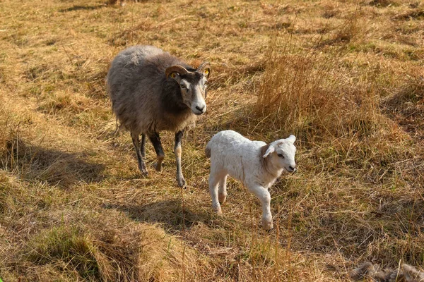 A sheep and a white lamb on the meadow in spring. Herd of sheep on the pasture in Germany.