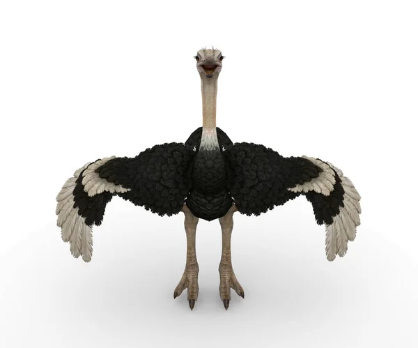 Avestruz Avestruces Emus Rheas Utphaki Avestruz Común Struthio — Foto de Stock