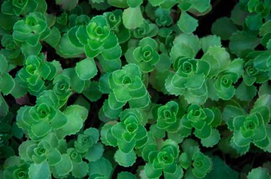 Sedum spurium Summer Glory Sedum, Succulents, Groundcover
