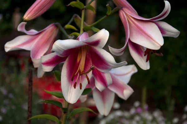 Friso-Lilienblüte — Stockfoto