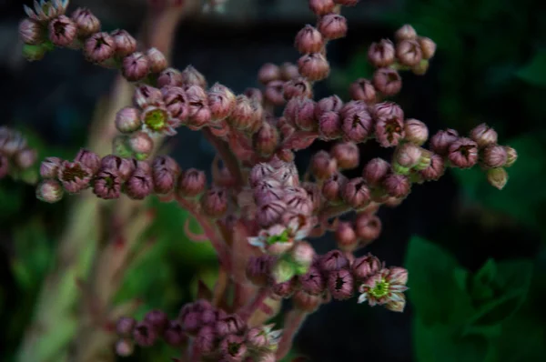 Saxifrage çiçeği panikledi. — Stok fotoğraf